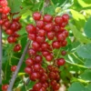 Ribes Rubrum 'Jonkheer Van Tets' (Rote Johannisbeere) -Gartenpflanzen Verkaufsladen 12260 Ribes 20rubrum 20Jonkheer 20van 20Tets Rote 20Johannisbeere 1