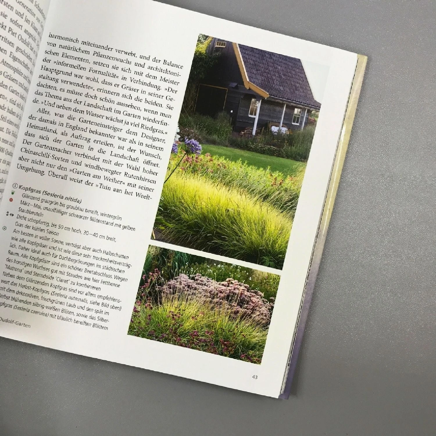 Gräser - Faszinierende Leichtigkeit (Borkowski, Hofmeister) 4 Gräser - Faszinierende Leichtigkeit (Borkowski, Hofmeister) – Bild 2