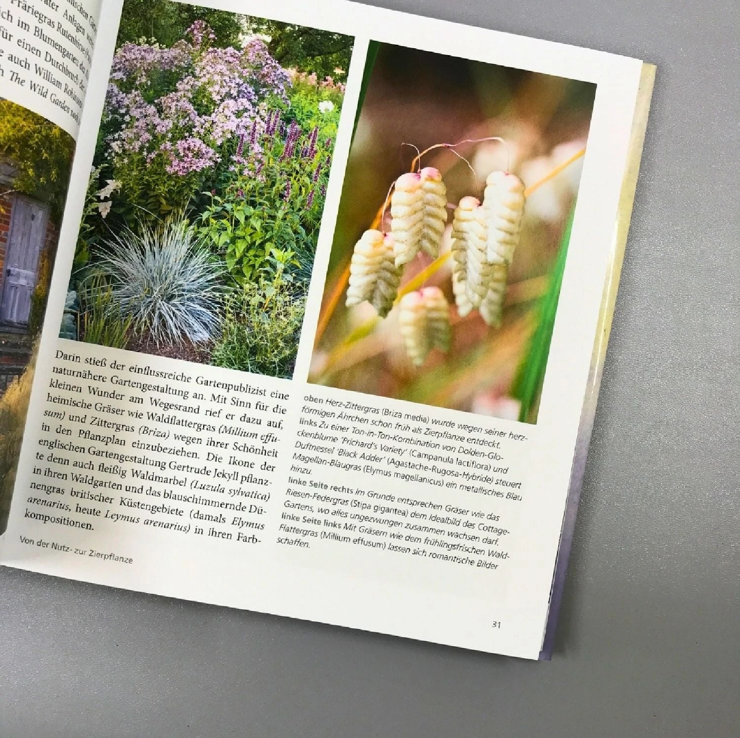 Gräser - Faszinierende Leichtigkeit (Borkowski, Hofmeister) 5 Gräser - Faszinierende Leichtigkeit (Borkowski, Hofmeister) – Bild 3