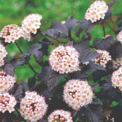 Physocarpus Opulifolius 'Diabolo' (Virginia-Blasenspiere)