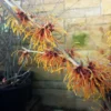 Hamamelis Intermedia 'Aphrodite' (Großblütige Zaubernuss) -Gartenpflanzen Verkaufsladen 15118 Hamamelis 20intermedia 20Aphrodite Grossbluetige 20Zaubernuss 1 e19e6bae 93f5 49bb 9614 29acac7bb73a