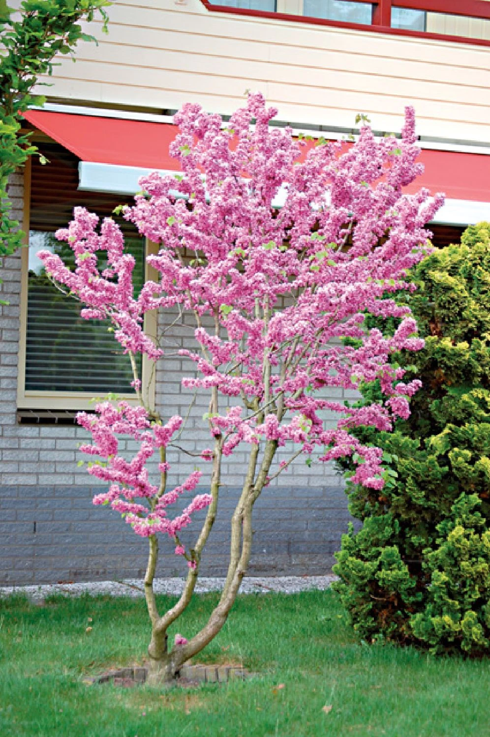 Cercis Chinensis 'Avondale' (Judasbaum) 4 Cercis Chinensis 'Avondale' (Judasbaum) – Bild 2