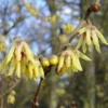 Chimonanthus Praecox (Winterblüte) -Gartenpflanzen Verkaufsladen 15490 Chimonanthus 20praecox Winterbluete 1
