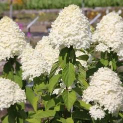 Hydrangea Paniculata 'Limelight' -S- (Rispenhortensie)
