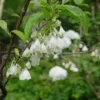 Halesia Carolina 'Uconn Wedding Bells' (Schneeglöckchenbaum) -Gartenpflanzen Verkaufsladen 17840 Halesia 20carolina 20Uconn 20Wedding 20Bells Schneegloeckchenbaum 1