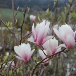 Magnolia Soulangeana (Tulpenmagnolie)
