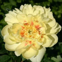 Paeonia Itoh-Hybride 'Bartzella' (Intersektionelle Pfingstrose)