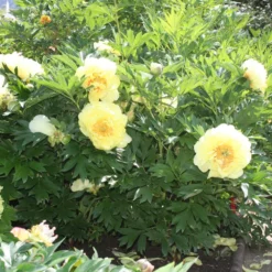 Paeonia Itoh-Hybride 'Bartzella' (Intersektionelle Pfingstrose) -Gartenpflanzen Verkaufsladen 2000002 Paeonia 20Itoh Hybride 20Bartzella Intersektionelle 20Pfingstrose 3 40b35b49 f9ac 4506 8bde 440015314ff5