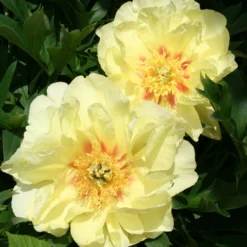 Paeonia Itoh-Hybride 'Bartzella' (Intersektionelle Pfingstrose) -Gartenpflanzen Verkaufsladen 2000002 Paeonia 20Itoh Hybride 20Bartzella Intersektionelle 20Pfingstrose 4 ba830567 5bdb 4302 aace 1d33a02b011c