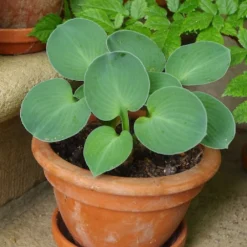 Hosta 'Blue Mouse Ears' (Funkie | Herzblattlilie)