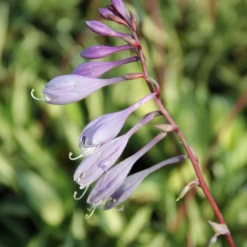 Hosta 'Cherry Berry' (Funkie | Herzblattlilie) -Gartenpflanzen Verkaufsladen 2000265 Hosta 20Cherry 20Berry Funkie 20 20Herzblattlilie 2 a9bc4efe f4f8 47d3 bc7b 79aad76ef54e