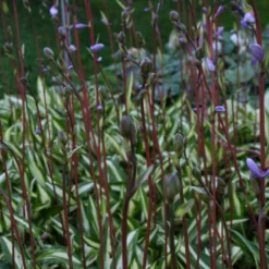 Hosta 'Cherry Berry' (Funkie | Herzblattlilie) -Gartenpflanzen Verkaufsladen 2000265 Hosta 20Cherry 20Berry Funkie 20 20Herzblattlilie 3 b56ef04f 7eff 4fc9 b378 3b1ccb0f9f19