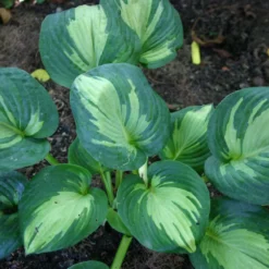 Titelseite -Gartenpflanzen Verkaufsladen 2000273 Hosta 20Great 20Expectations Funkie 20 20Herzblattlilie 2