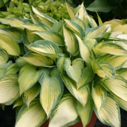 Titelseite 14 Hosta 'June' (Funkie | Herzblattlilie)