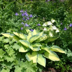 Titelseite -Gartenpflanzen Verkaufsladen 2000279 Hosta 20June 20 Funkie 20 20Herzblattlilie 2