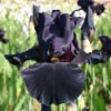 Iris Barbata-Elatior 'Old Black Magic' (Hohe Bartschwertlilie) -Gartenpflanzen Verkaufsladen 2000540 Iris 20Barbata Elatior 20Old 20Black 20Magic Hohe 20Bartschwertlilie 1 802d4fd8 1735 496f 8437 3c3103df92d1