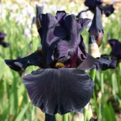 Iris Barbata-Elatior 'Old Black Magic' (Hohe Bartschwertlilie)