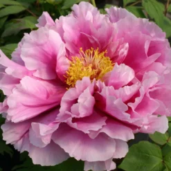 Titelseite 36 Paeonia Suffruticosa 'Shimanofuji' (Strauchpfingstrose 'Insel Glyzinie')