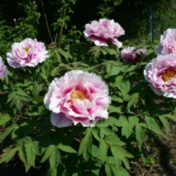 Titelseite -Gartenpflanzen Verkaufsladen 2000656 Paeonia 20suffruticosa 20Shimanofuji Strauchpfingstrose 20Insel 20Glyzinie 2 ad9d7c58 d4c2 4fcf 9489 fadebfbab280