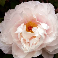 Paeonia Suffruticosa 'Teni' (Strauchpfingstrose)