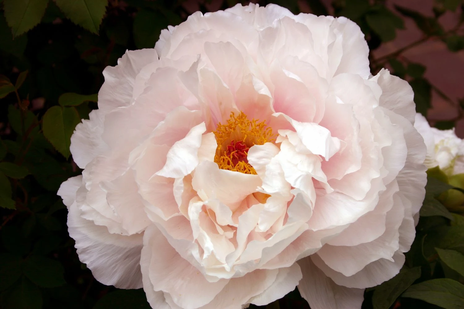 Paeonia Suffruticosa 'Teni' (Strauchpfingstrose) 3 Paeonia Suffruticosa 'Teni' (Strauchpfingstrose)