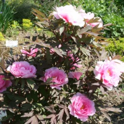 Paeonia Suffruticosa 'Yachiyo Tsubaki' (Strauchpfingstrose 'Unvergängliche Kamelie') -Gartenpflanzen Verkaufsladen 2000666 Paeonia 20suffruticosa 20Yachiyo 20Tsubaki Strauchpfingstrose 20Unvergaengliche 20Kamelie 2