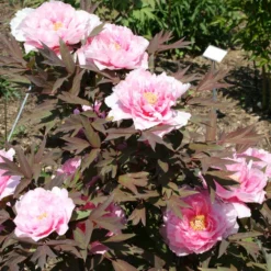 Paeonia Suffruticosa 'Yachiyo Tsubaki' (Strauchpfingstrose 'Unvergängliche Kamelie') -Gartenpflanzen Verkaufsladen 2000666 Paeonia 20suffruticosa 20Yachiyo 20Tsubaki Strauchpfingstrose 20Unvergaengliche 20Kamelie 5