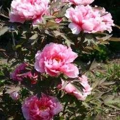 Paeonia Suffruticosa 'Yachiyo Tsubaki' (Strauchpfingstrose 'Unvergängliche Kamelie') -Gartenpflanzen Verkaufsladen 2000666 Paeonia 20suffruticosa 20Yachiyo 20Tsubaki Strauchpfingstrose 20Unvergaengliche 20Kamelie 6