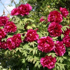 Paeonia Suffruticosa 'Kouka-Mon' (Strauchpfingstrose 'Tor Von Kouka') 9 Paeonia Suffruticosa 'Kouka-Mon' (Strauchpfingstrose 'Tor Von Kouka') -Gartenpflanzen Verkaufsladen 2000700 Paeonia 20suffruticosa 20Kouka Mon Strauchpfingstrose 20Tor 20von 20Kouka 2