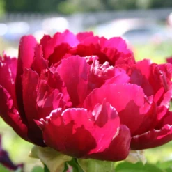 Paeonia Suffruticosa 'Kouka-Mon' (Strauchpfingstrose 'Tor Von Kouka') 10 Paeonia Suffruticosa 'Kouka-Mon' (Strauchpfingstrose 'Tor Von Kouka') -Gartenpflanzen Verkaufsladen 2000700 Paeonia 20suffruticosa 20Kouka Mon Strauchpfingstrose 20Tor 20von 20Kouka 3