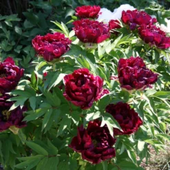 Paeonia Suffruticosa 'Kouka-Mon' (Strauchpfingstrose 'Tor Von Kouka') 11 Paeonia Suffruticosa 'Kouka-Mon' (Strauchpfingstrose 'Tor Von Kouka') -Gartenpflanzen Verkaufsladen 2000700 Paeonia 20suffruticosa 20Kouka Mon Strauchpfingstrose 20Tor 20von 20Kouka 4