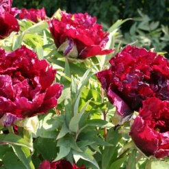 Paeonia Suffruticosa 'Kouka-Mon' (Strauchpfingstrose 'Tor Von Kouka') 12 Paeonia Suffruticosa 'Kouka-Mon' (Strauchpfingstrose 'Tor Von Kouka') -Gartenpflanzen Verkaufsladen 2000700 Paeonia 20suffruticosa 20Kouka Mon Strauchpfingstrose 20Tor 20von 20Kouka 5