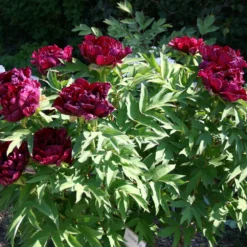 Paeonia Suffruticosa 'Kouka-Mon' (Strauchpfingstrose 'Tor Von Kouka') 13 Paeonia Suffruticosa 'Kouka-Mon' (Strauchpfingstrose 'Tor Von Kouka') -Gartenpflanzen Verkaufsladen 2000700 Paeonia 20suffruticosa 20Kouka Mon Strauchpfingstrose 20Tor 20von 20Kouka 6