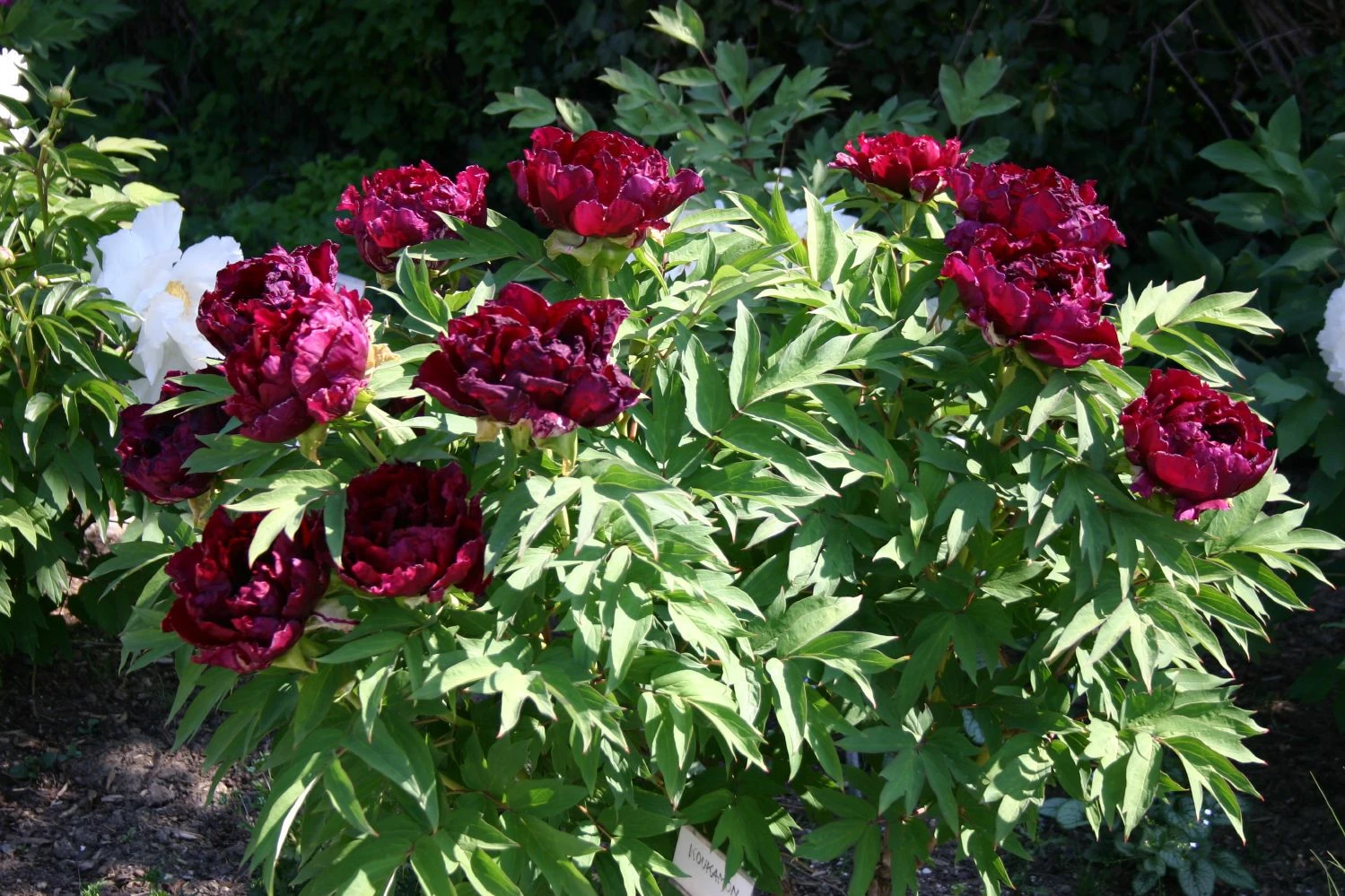 Paeonia Suffruticosa 'Kouka-Mon' (Strauchpfingstrose 'Tor Von Kouka') 8 Paeonia Suffruticosa 'Kouka-Mon' (Strauchpfingstrose 'Tor Von Kouka') – Bild 6