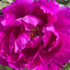 Paeonia Suffruticosa 'Shima Daijin' (Strauchpfingstrose 'Neuer Blumenminister')