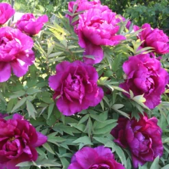 Paeonia Suffruticosa 'Shima Daijin' (Strauchpfingstrose 'Neuer Blumenminister') -Gartenpflanzen Verkaufsladen 2000723 Paeonia 20suffruticosa 20Shima 20Daijin Strauchpfingstrose 20Neuer 20Blumenminister 4