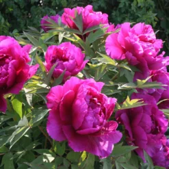 Paeonia Suffruticosa 'Shima Daijin' (Strauchpfingstrose 'Neuer Blumenminister') -Gartenpflanzen Verkaufsladen 2000723 Paeonia 20suffruticosa 20Shima 20Daijin Strauchpfingstrose 20Neuer 20Blumenminister 6