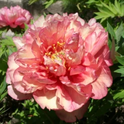 Paeonia Itoh-Hybride 'Hillary' (Intersektionelle Pfingstrose)