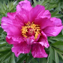 Paeonia Itoh-Hybride 'Morning Lilac' (Intersektionelle Pfingstrose)