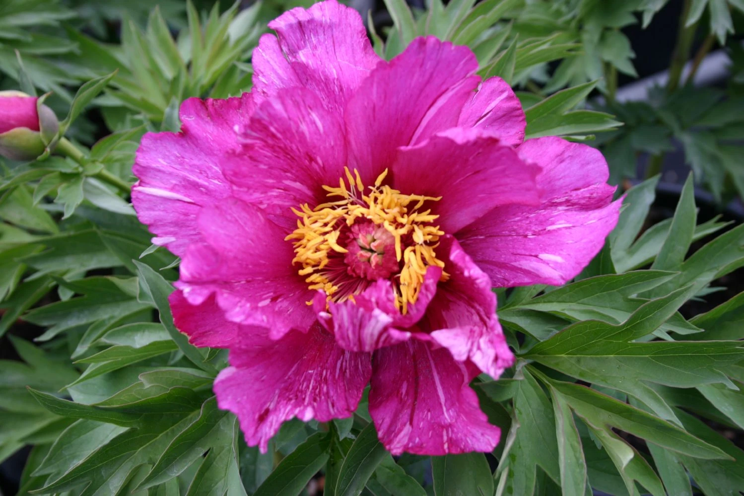 Paeonia Itoh-Hybride 'Morning Lilac' (Intersektionelle Pfingstrose) 3 Paeonia Itoh-Hybride 'Morning Lilac' (Intersektionelle Pfingstrose)