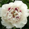 Paeonia Rockii 'Gui Fu Ren' (Strauchpfingstrose 'Edelfrau') -Gartenpflanzen Verkaufsladen 2000751 Paeonia 20rockii 20Gui 20Fu 20Ren Strauchpfingstrose 20Edelfrau 1 1a48086e 7cb3 4750 9d6d 78fb4deb98ed