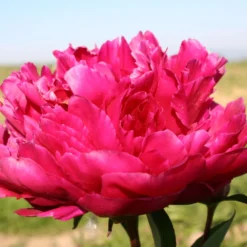 Paeonia Lactiflora 'Big Ben' (Staudenpfingstrose)