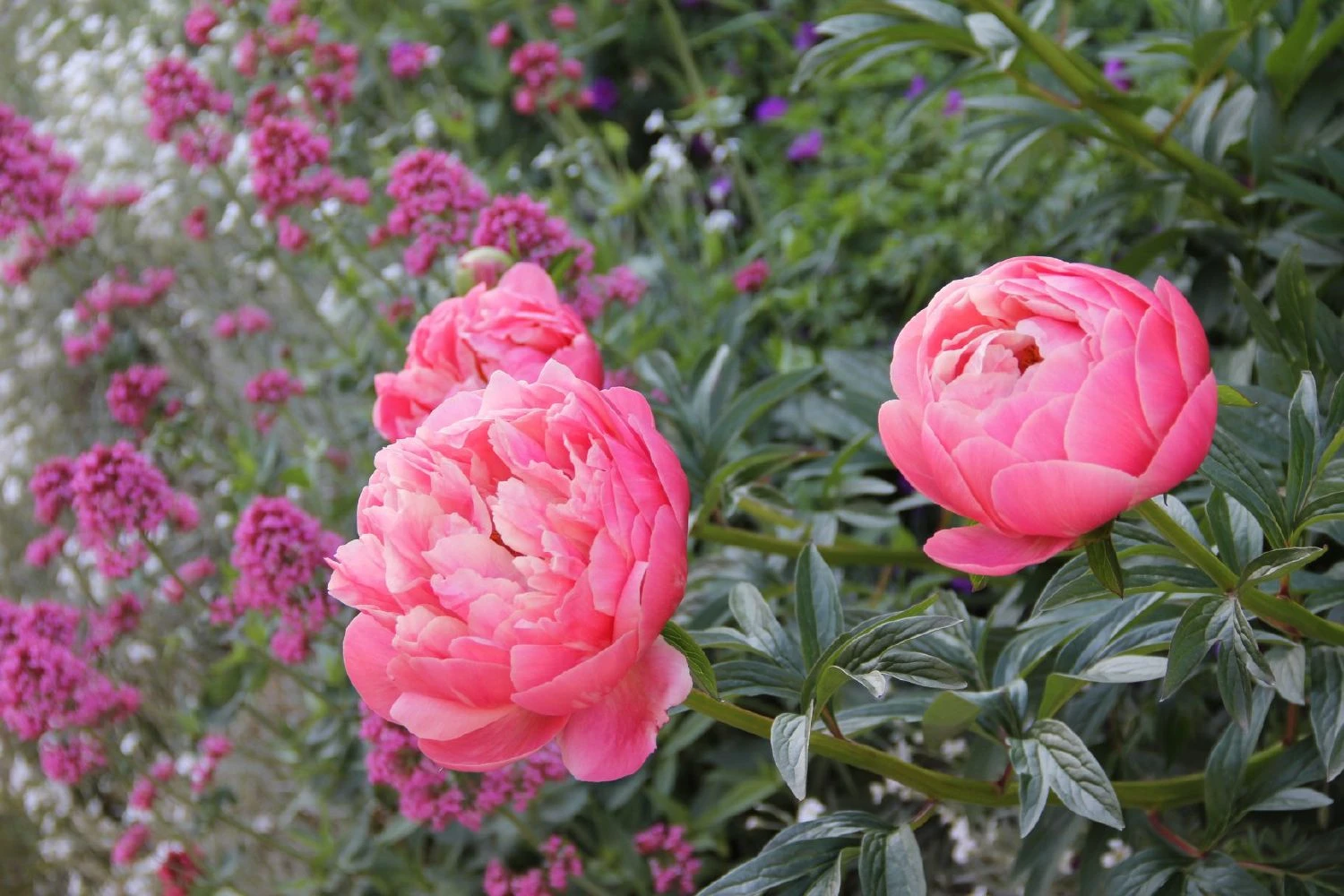 Paeonia Lactiflora 'Coral Charm' (Staudenpfingstrose) – Bild 2