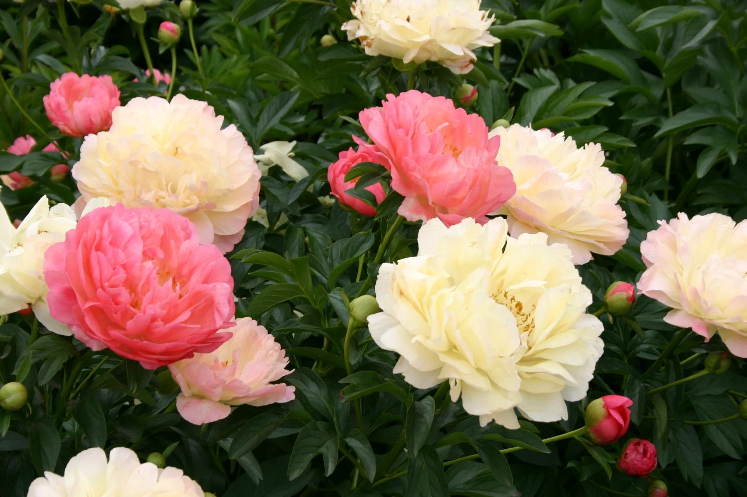 Paeonia Lactiflora 'Coral Charm' (Staudenpfingstrose) – Bild 3