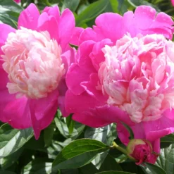 Paeonia Lactiflora 'Gay Paree' (Staudenpfingstrose)