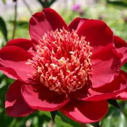 Paeonia Lactiflora 'Hari-Ai-Nin' (Staudenpfingstrose)
