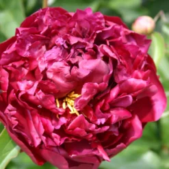 Paeonia Lactiflora 'Highlight' (Staudenpfingstrose)