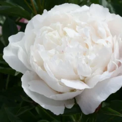 Paeonia Lactiflora 'Kelway's Glorious' (Staudenpfingstrose)