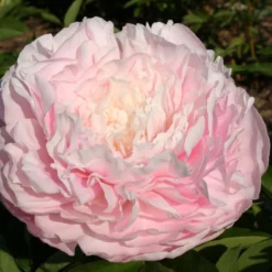 Paeonia Lactiflora 'Lottie Dawson Rea' (Staudenpfingstrose)