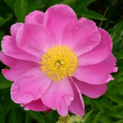 Paeonia Lactiflora 'Lucky Day' (Staudenpfingstrose)